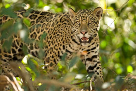 jaguar on bank